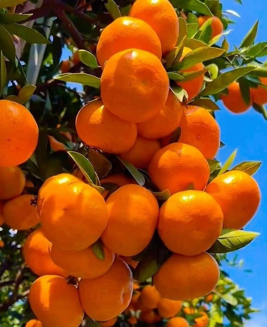 Farm-Fresh Kinnow 10kg Buy 5 Box Export Size Quality