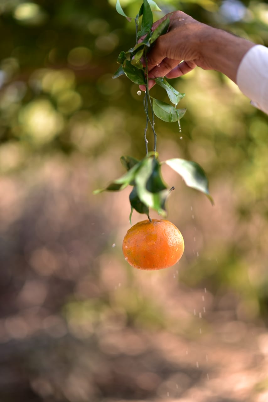 Farm-Fresh Orange 10Kg Box Standard Size Export Quality