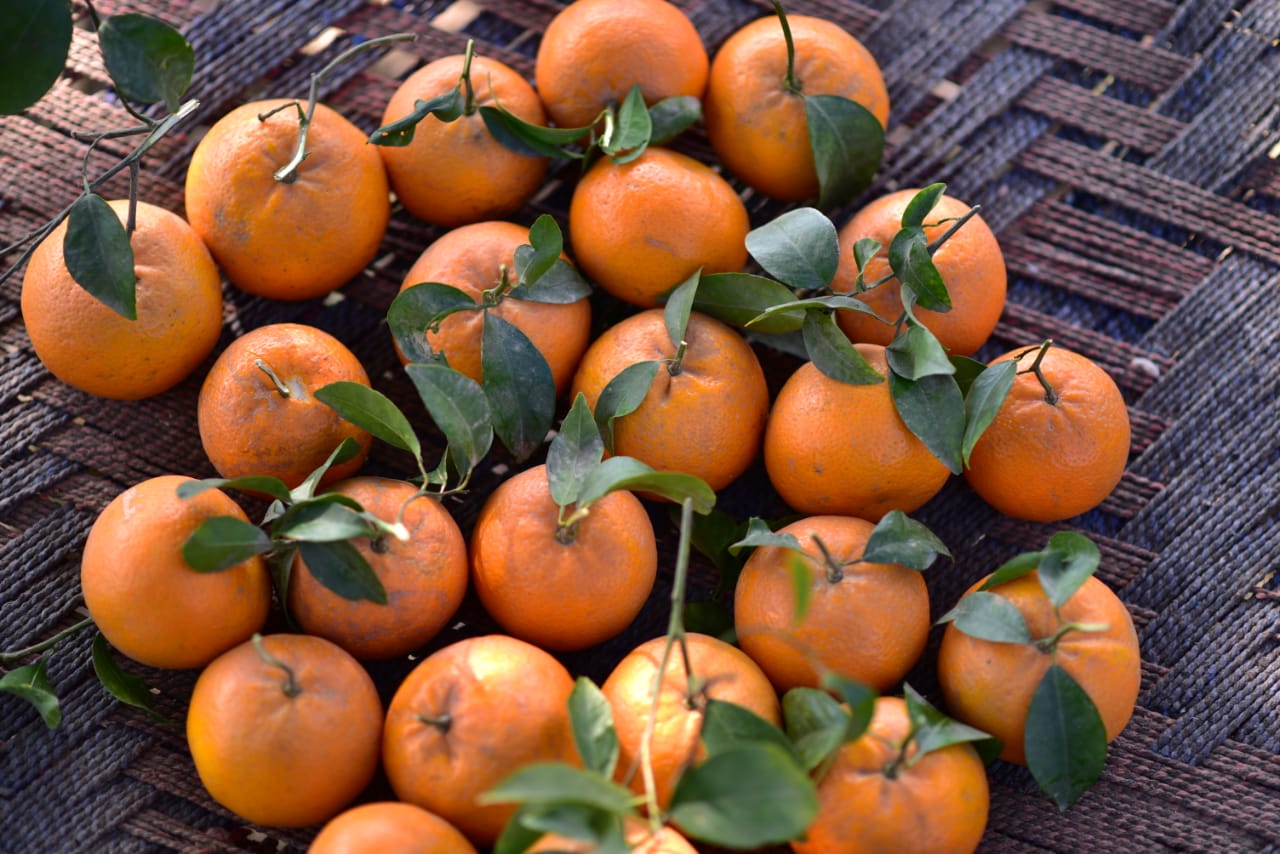 Farm-Fresh Orange 10Kg Box Standard Size Export Quality