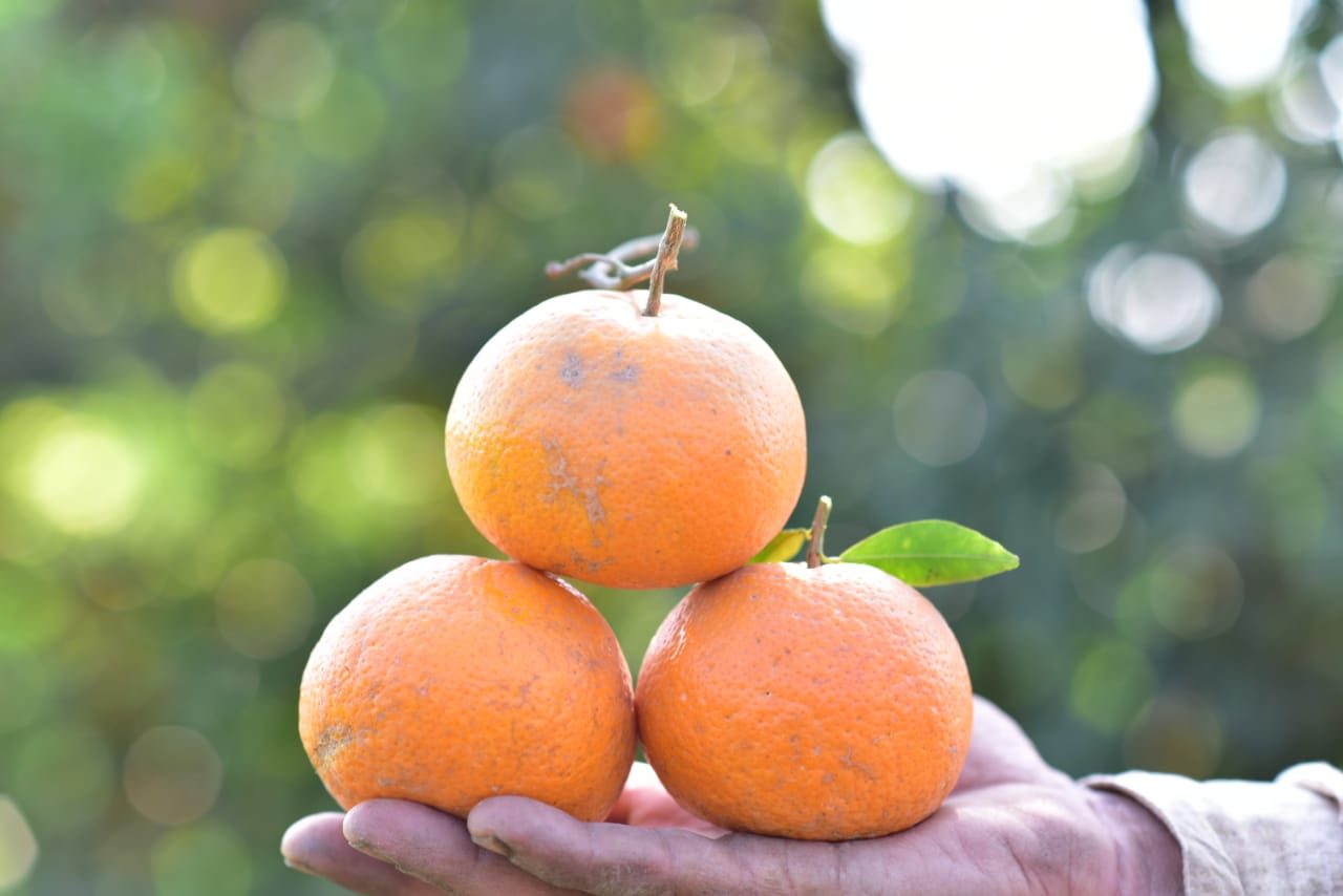 Farm-Fresh Orange 10Kg Box Standard Size Export Quality