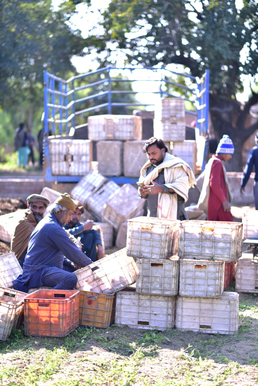 Farm-Fresh Orange 10Kg Box Standard Size Export Quality