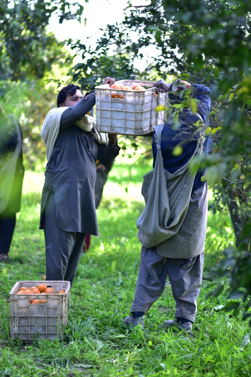 Farm-Fresh Orange 10Kg Box Standard Size Export Quality