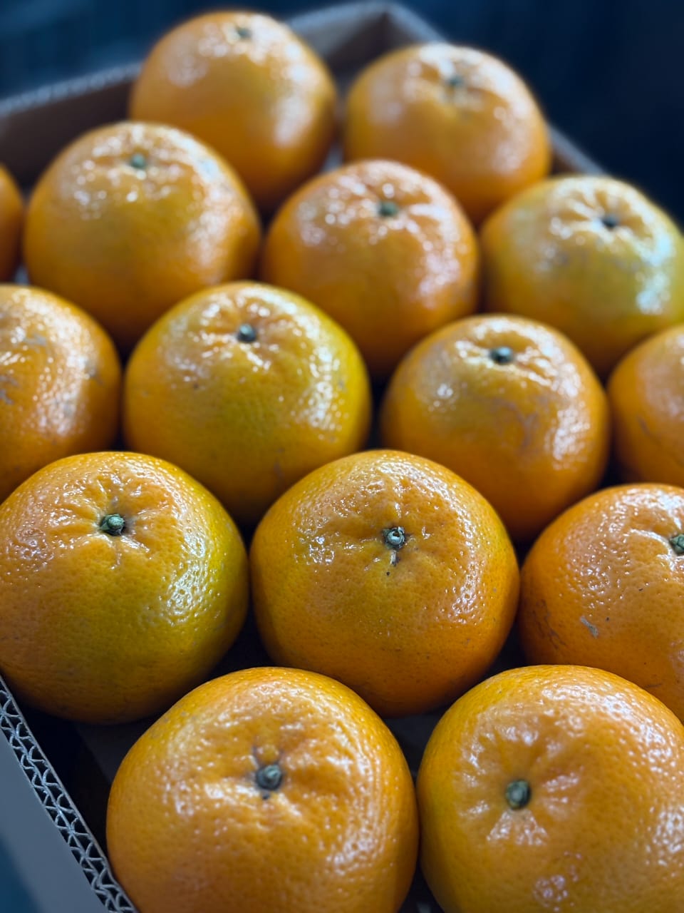 Farm-Fresh Orange 10Kg Box Standard Size Export Quality