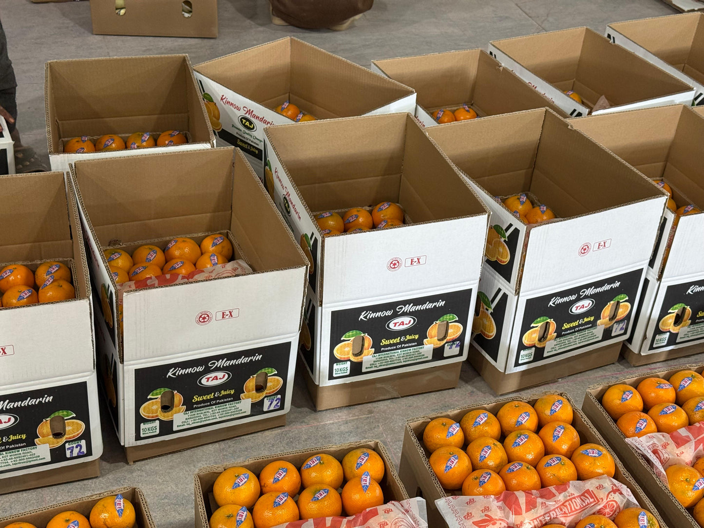 Farm-Fresh Orange 10Kg Box Standard Size Export Quality