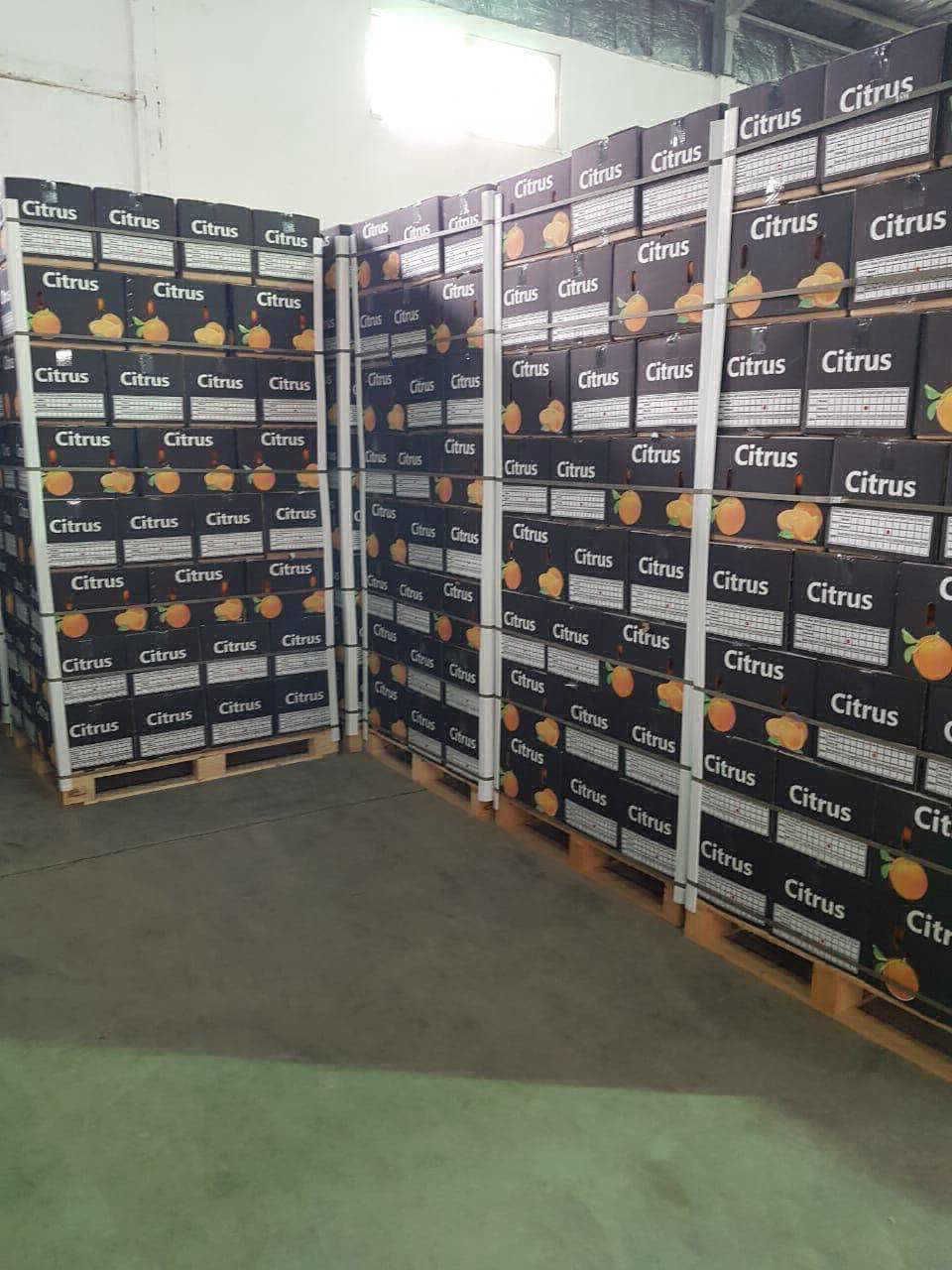 Farm-Fresh Orange 10Kg Box Standard Size Export Quality