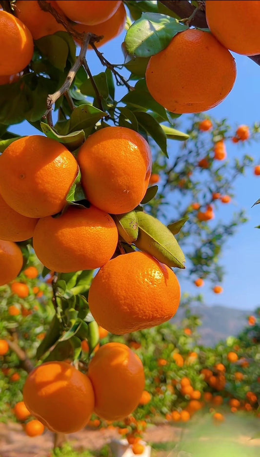 Farm-Fresh Orange 10Kg Box Standard Size Export Quality